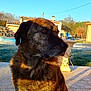 animal, backyard, brindle, brown, calm, canine, daylight, dog, fur, looking_away, nature, outdoor, patio, pet, quiet, side_view, sitting, sunlight, tiles, white_patch