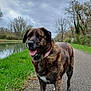 Alba a rejoint le concours — aidez-le/la à gagner de superbes lots ! dog, brindle, canine, outdoor, path, grass, water, river, trees, cloudy_sky, nature, pet, collar, tongue_out, walking, happy, animal, landscape, sidewalk, daytime