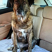 Alba participe au concours pour gagner de l'argent avec cette photo : dog, brindle_coat, pet, animal, car_interior, backseat, seat, window, white_sheet, fur, sitting, looking_at_camera, ears, nose, paws, tail, head, eyes, calm, domestic_animal