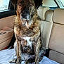 Alba participe au concours pour gagner de l'argent avec cette photo : animal, backseat, brindle_coat, calm, car_interior, dog, domestic_animal, ears, eyes, fur, head, looking_at_camera, nose, paws, pet, seat, sitting, tail, white_sheet, window