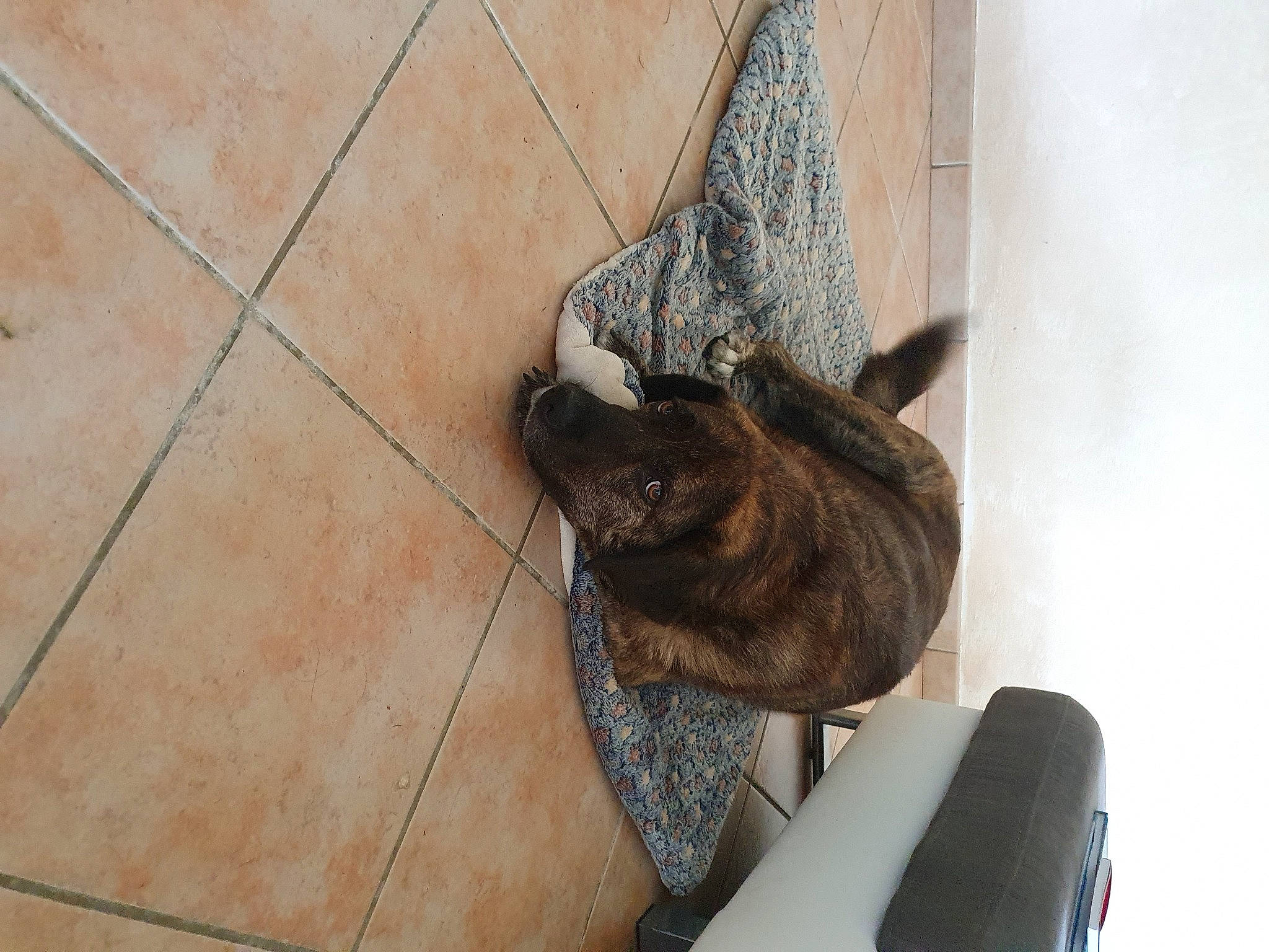 Alba a rejoint le concours — aidez-le/la à gagner de superbes lots ! brown, carnivore, cat, dog_breed, domestic_short_haired_cat, fawn, felidae, floor, flooring, fur, grey, hardwood, small_to_medium_sized_cats, snout, sporting_group, tail, terrestrial_animal, whiskers, wood, working_animal