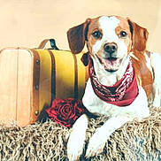 Charlie participe au concours pour gagner de l'argent avec cette photo : dog, bandana, yellow_suitcase, red_rose, rug, happy_dog, pet, indoor, brown_and_white_dog, lying_down, smiling, close_up, fur, animal, cute, domestic_animal, portrait, companionship, relaxed, friendly