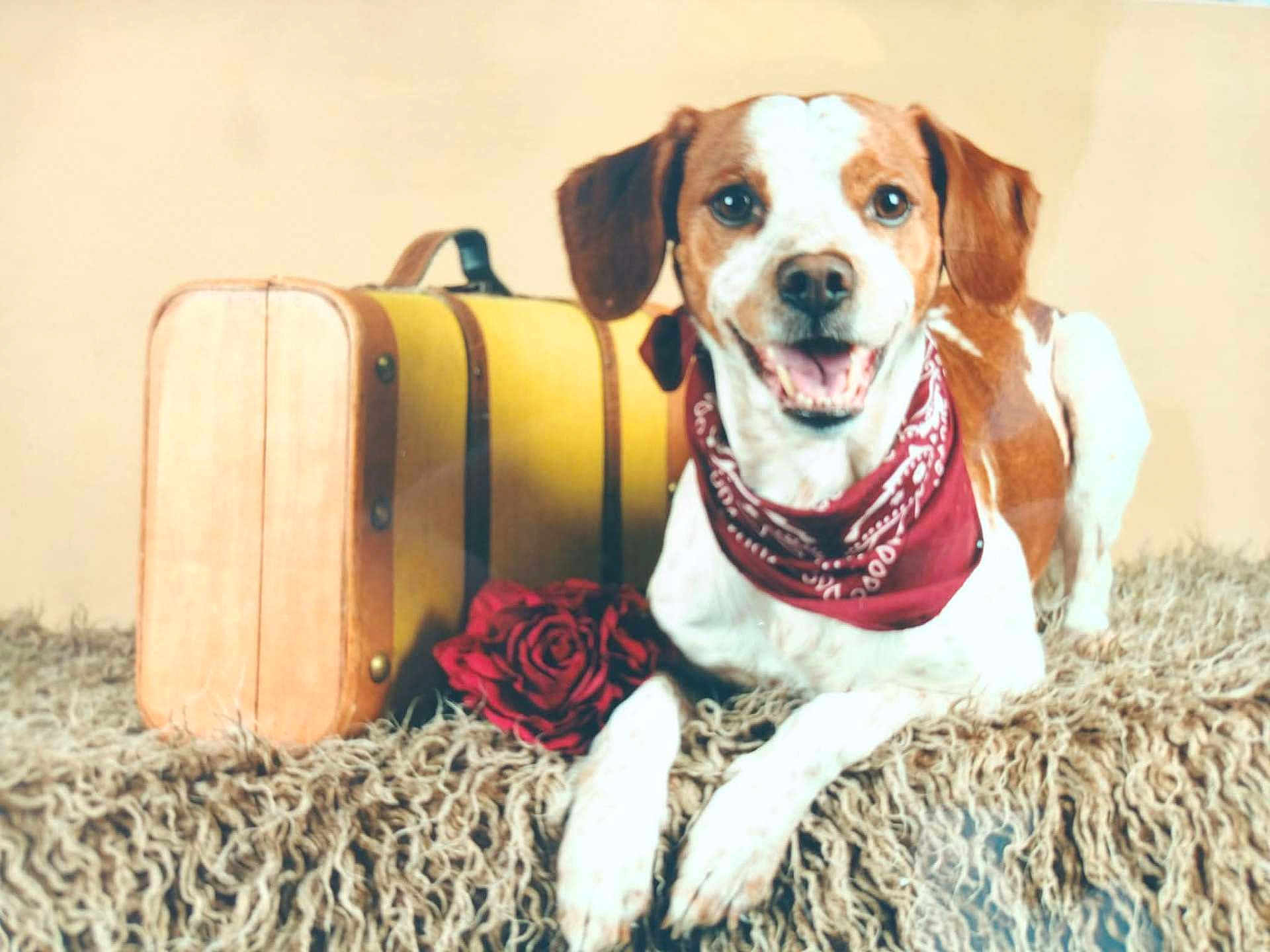 Charlie participe au concours pour gagner de l'argent avec cette photo : dog, bandana, yellow_suitcase, red_rose, rug, happy_dog, pet, indoor, brown_and_white_dog, lying_down, smiling, close_up, fur, animal, cute, domestic_animal, portrait, companionship, relaxed, friendly