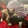 Niko joined the competition — help win amazing prizes! kitten, cat, stuffed_toy, pillow, red_blanket, indoor, cozy, cute, animal, plush, sleepy, resting, pet, feline, soft, toy, bedroom, comfort, decor, relaxing
