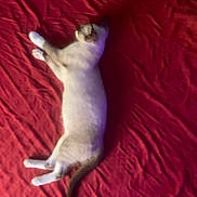 Niko is registered to the contest to win money with this photo: cat, sleeping, red_blanket, fur, animal, pet, relaxed, cozy, indoor, resting, mammal, whiskers, tail, cute, domestic_animal, bed, soft_texture, feline, lying_down, comfort
