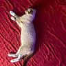 cat, sleeping, red_blanket, fur, animal, pet, relaxed, cozy, indoor, resting, mammal, whiskers, tail, cute, domestic_animal, bed, soft_texture, feline, lying_down, comfort
