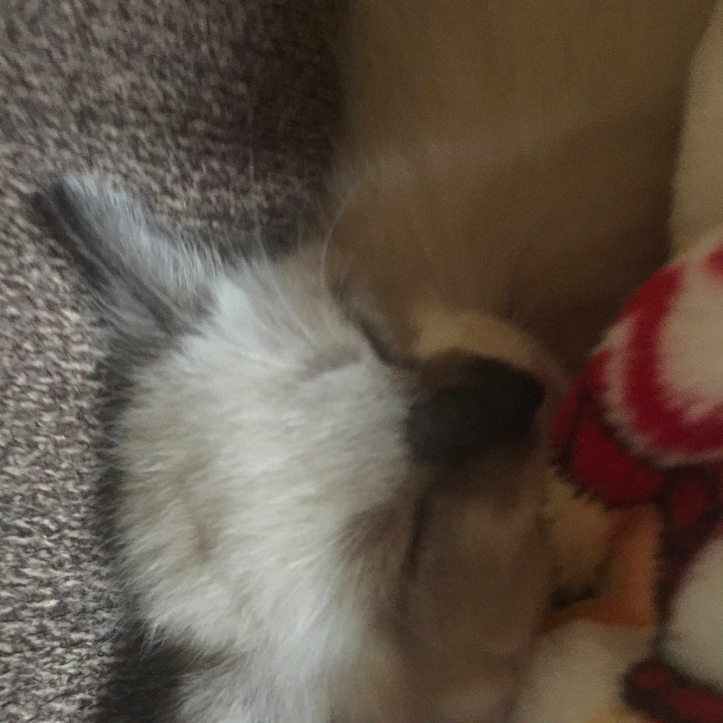 Niko