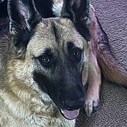 Maverick is registered to the contest to win money with this photo: dog, german_shepherd, pet, canine, portrait, fur, ears, eyes, nose, tongue, paw, carpet, indoor, lying_down, close_up, attentive, whiskers, friendly, brown_coat, long_ears