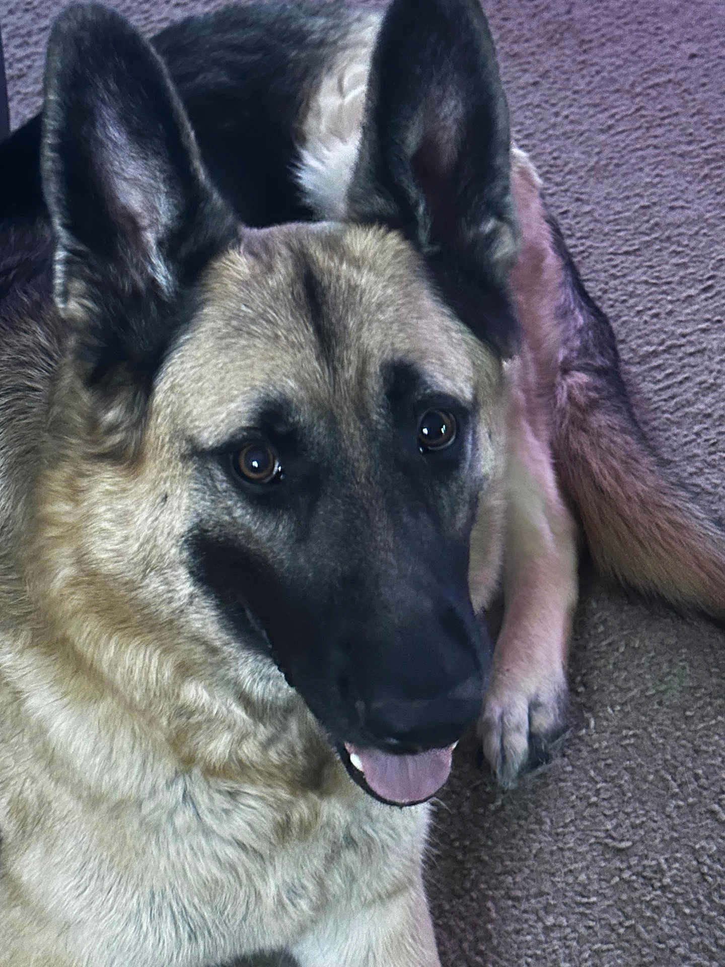 Maverick is registered to the contest to win money with this photo: dog, german_shepherd, pet, canine, portrait, fur, ears, eyes, nose, tongue, paw, carpet, indoor, lying_down, close_up, attentive, whiskers, friendly, brown_coat, long_ears