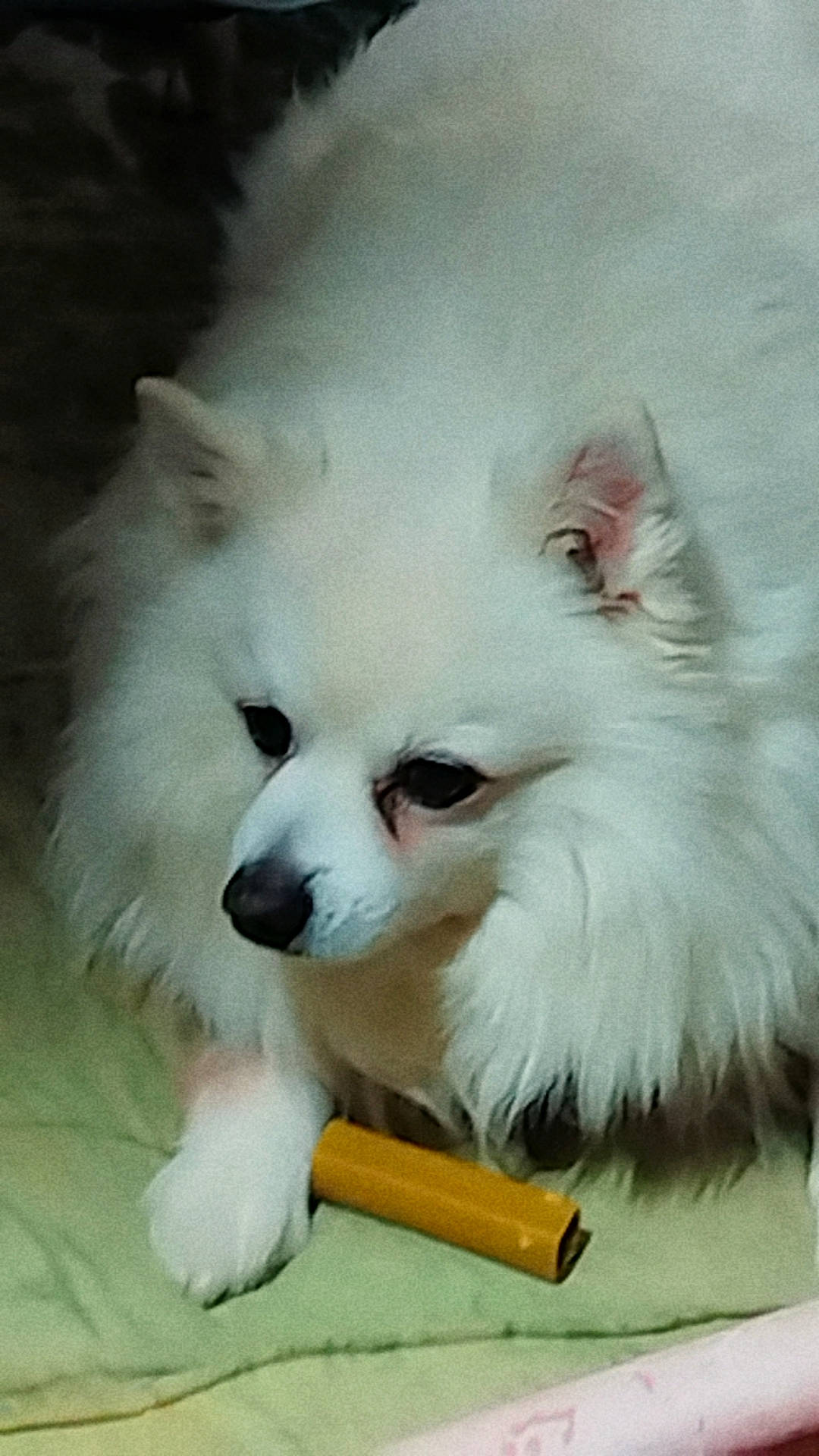 Hulysse a rejoint le concours — aidez-le/la à gagner de superbes lots ! canidae, carnivore, companion_dog, dog, dog_breed, dog_supply, fur, german_spitz, non_sporting_group, pet_supply, samoyed, snout, spitz, sporting_group, toy_dog, volpino_italiano, whiskers