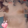 animal, blue_eyes, cat, close_up, cozy, cute, date_overlay, domestic_cat, face, feline, fluffy, fur, indoor, lying_down, pet, pink_heart, relaxed, soft_texture, sticker, whiskers