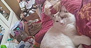 Azur a rejoint le concours — aidez-le/la à gagner de superbes lots ! bag, bed, blanket, cat, clutter, cozy, daylight, domestic, fluffy, furniture, household, indoor, pet, purple, relaxing, room, shoe, sleeping, white, window
