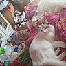 bag, bed, blanket, cat, clutter, cozy, daylight, domestic, fluffy, furniture, household, indoor, pet, purple, relaxing, room, shoe, sleeping, white, window