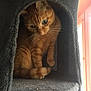 Mr Gigolo a rejoint le concours — aidez-le/la à gagner de superbes lots ! cat, orange_tabby, pet, feline, indoor, cozy, cat_condo, whiskers, curious, window_light, domestic_animal, animal, home, fur, cute, resting, looking_down, soft_texture, sitting, closeup