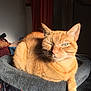 Mr Gigolo a rejoint le concours — aidez-le/la à gagner de superbes lots ! cat, orange_tabby, pet, feline, animal, indoor, sunlight, relaxed, perch, cozy, whiskers, ears, paw, fur, comfortable, resting, home, cute, domestic, one_eye_closed