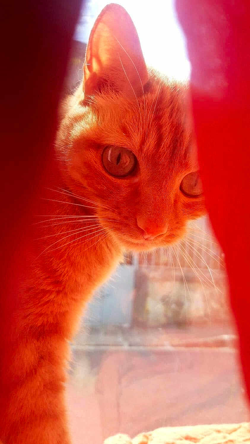 Mr Gigolo a rejoint le concours — aidez-le/la à gagner de superbes lots ! cat, orange_cat, fur, whiskers, close_up, curious, pet, animal, sunlight, glow, portrait, indoor, face, ears, eyes, narrow_gap, feline, domestic_cat, cute, soft_light