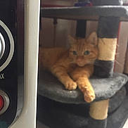 Mr Gigolo participe au concours pour gagner de l'argent avec cette photo : cat, orange_cat, cat_tree, furniture, indoor, appliance, dial, button, max_label, relaxing, pet, animal, blurred, cozy, home, floor_tiles, scratching_post, resting, paw, feline