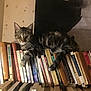 cat, tabby_cat, books, bookshelf, indoor, curious, feline, pet, animal, resting, literature, reading, library, ears, whiskers, tail, paw, face, eyes, sitting