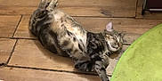 Umania a rejoint le concours — aidez-le/la à gagner de superbes lots ! cat, tabby, lying_down, wooden_floor, green_rug, stretching, indoor, relaxed, sleeping, pet, animal, feline, cozy, content, flooring, paw, resting, domestic, cute, peaceful