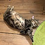cat, tabby, lying_down, wooden_floor, green_rug, stretching, indoor, relaxed, sleeping, pet, animal, feline, cozy, content, flooring, paw, resting, domestic, cute, peaceful