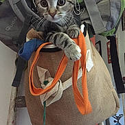 Umania participe au concours pour gagner de l'argent avec cette photo : kitten, cat, burlap_bag, ladder, indoor, curious, tabby, pet, animal, feline, rope, colorful, handle, climbing, whiskers, ears, eyes, paws, cozy, domestic