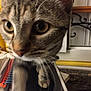cat, tabby, paw, tablet, notebook, indoor, home, curious, closeup, blur, whiskers, face, furniture, window, technology, pet, domestic, playing, brown, yellow