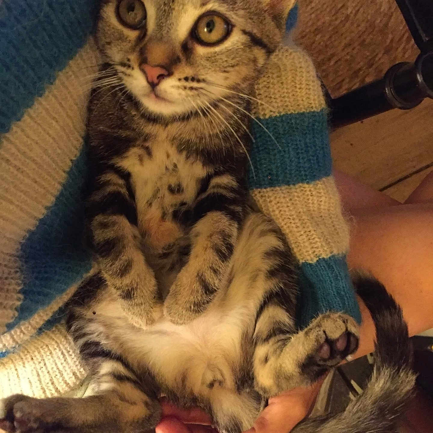 Umania a rejoint le concours — aidez-le/la à gagner de superbes lots ! animal, blanket, cat, closeup, cute, feline, fur, hand, human, indoor, kitten, knitwear, nail_polish, paw, pet, resting, striped, tabby, tail, young