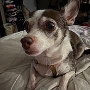 Reeses Pieces is registered to the contest to win money with this photo: dog, chihuahua, pet, indoor, blanket, resting, close_up, fur, ears, bedroom, shelving, clothing, furniture, animal, cute, small_dog, domestic_animal, expression, portrait, laying