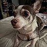 dog, chihuahua, pet, indoor, blanket, resting, close_up, fur, ears, bedroom, shelving, clothing, furniture, animal, cute, small_dog, domestic_animal, expression, portrait, laying