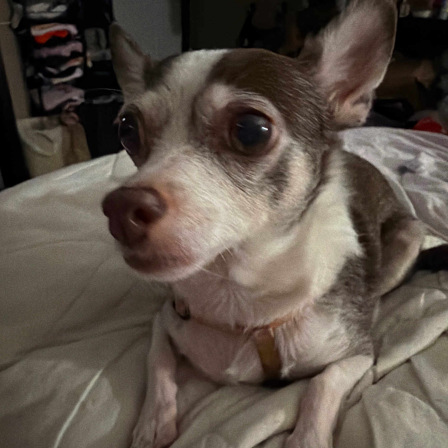 Reeses Pieces is registered to the contest to win money with this photo: dog, chihuahua, pet, indoor, blanket, resting, close_up, fur, ears, bedroom, shelving, clothing, furniture, animal, cute, small_dog, domestic_animal, expression, portrait, laying