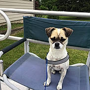 Roxy joined the competition — help win amazing prizes! dog, small_dog, pet, animal, sitting, chair, harness, leash, outdoor, backyard, grass, garden, patio, house, furniture, portrait, serious_expression, floppy_ears, white_fur, brown_markings