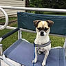 dog, small_dog, pet, animal, sitting, chair, harness, leash, outdoor, backyard, grass, garden, patio, house, furniture, portrait, serious_expression, floppy_ears, white_fur, brown_markings