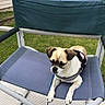 Roxy is registered to the contest to win money with this photo: dog, small_dog, pet, animal, outdoor, backyard, lawn, chair, patio_furniture, leash, harness, black_and_white, tan, floppy_ears, sitting, portrait, grass, house, garden, funny