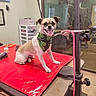 dog, puppy, small_dog, sitting, tongue_out, happy, smiling, floral_bandana, leash, grooming, grooming_table, pet_salon, indoors, portrait, animal, canine, short_hair, brown_and_white, glass_door, red_surface