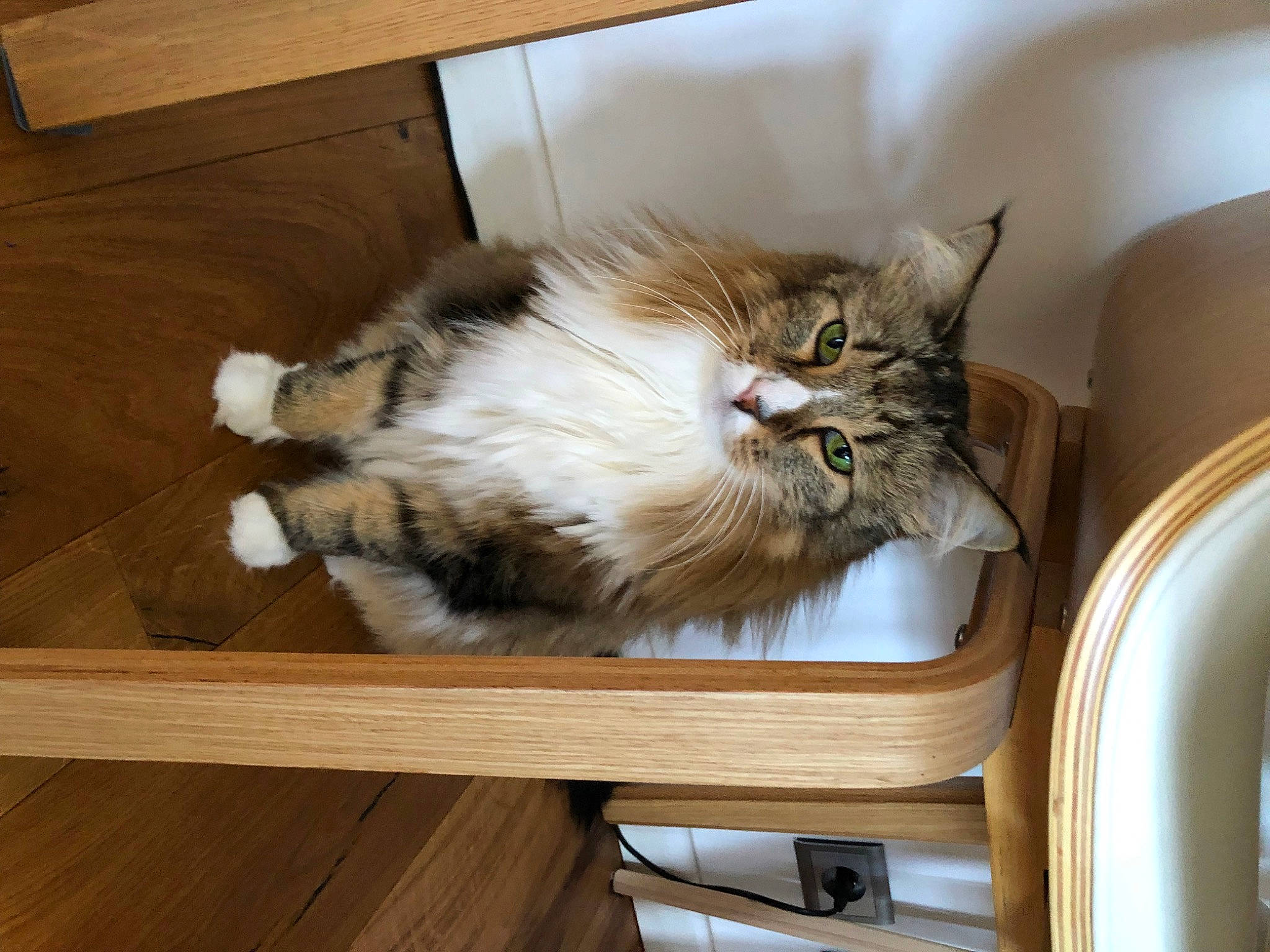 Jule a rejoint le concours — aidez-le/la à gagner de superbes lots ! carnivore, cat, claw, comfort, domestic_short_haired_cat, drawer, felidae, fur, hardwood, maine_coon, paw, plank, room, small_to_medium_sized_cats, tail, terrestrial_animal, varnish, whiskers, wood, wood_stain