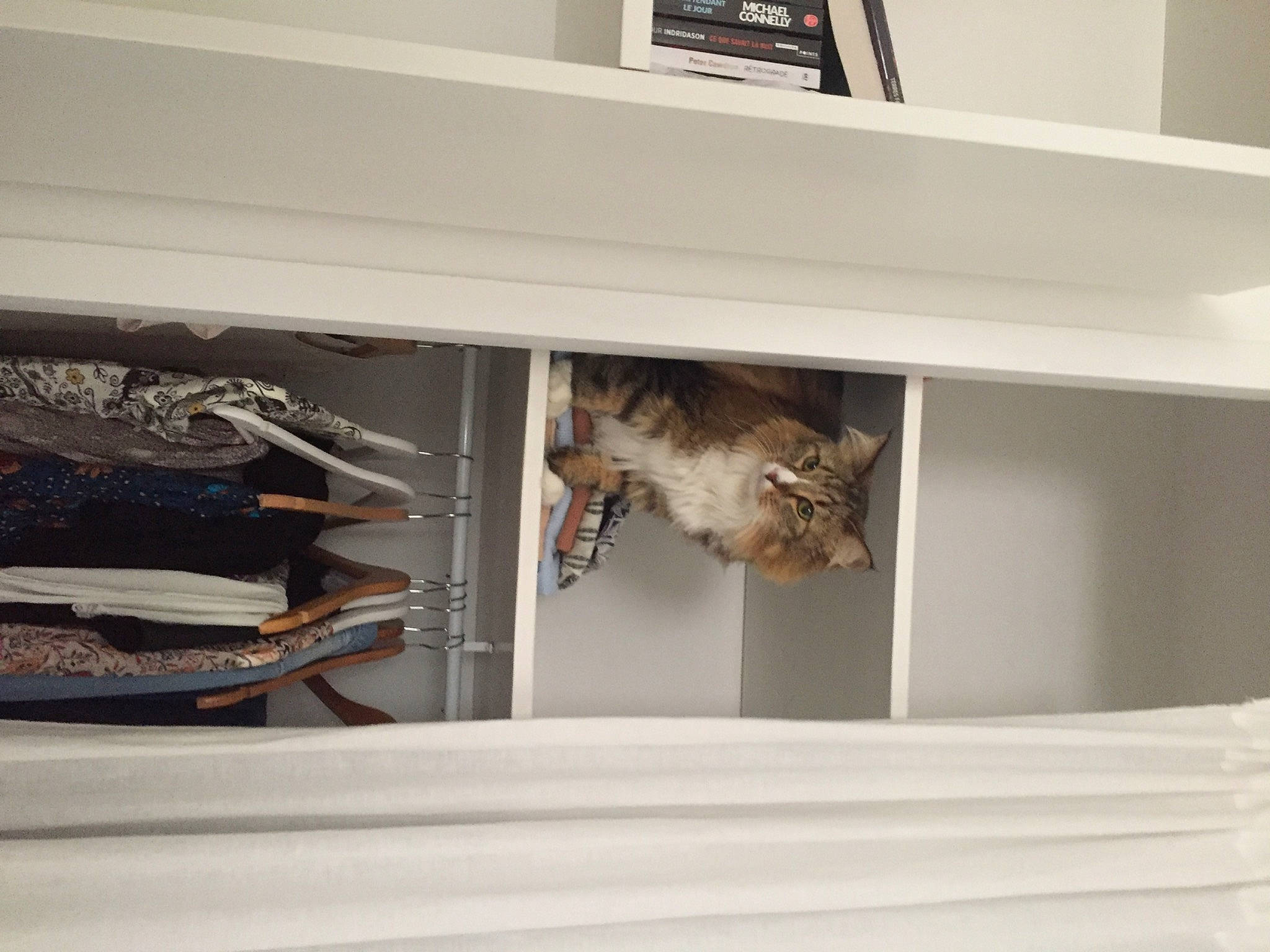 Jule participe au concours pour gagner de l'argent avec cette photo : bookcase, cabinetry, carnivore, cat, ceiling, closet, display_case, domestic_short_haired_cat, felidae, fur, grey, hardwood, room, shelf, shelving, small_to_medium_sized_cats, tail, whiskers, window_covering, wood