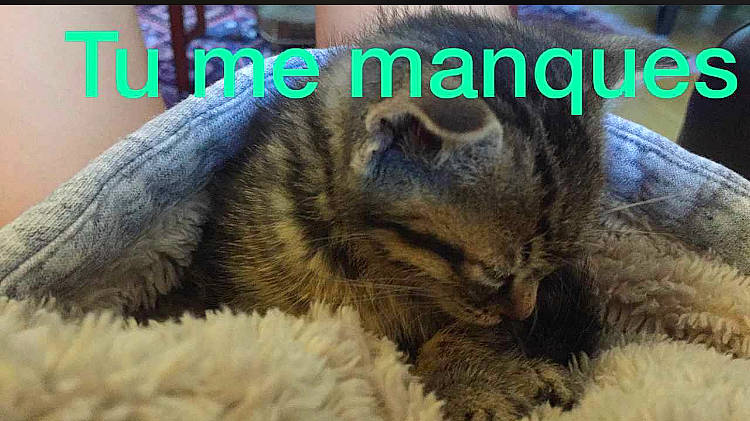 Caïpi participe au concours pour gagner de l'argent avec cette photo : canidae, carnivore, cat, claw, comfort, companion_dog, dog_breed, domestic_short_haired_cat, fawn, felidae, fur, grass, organism, paw, rabbits_and_hares, small_to_medium_sized_cats, snout, sporting_group, terrestrial_animal, whiskers