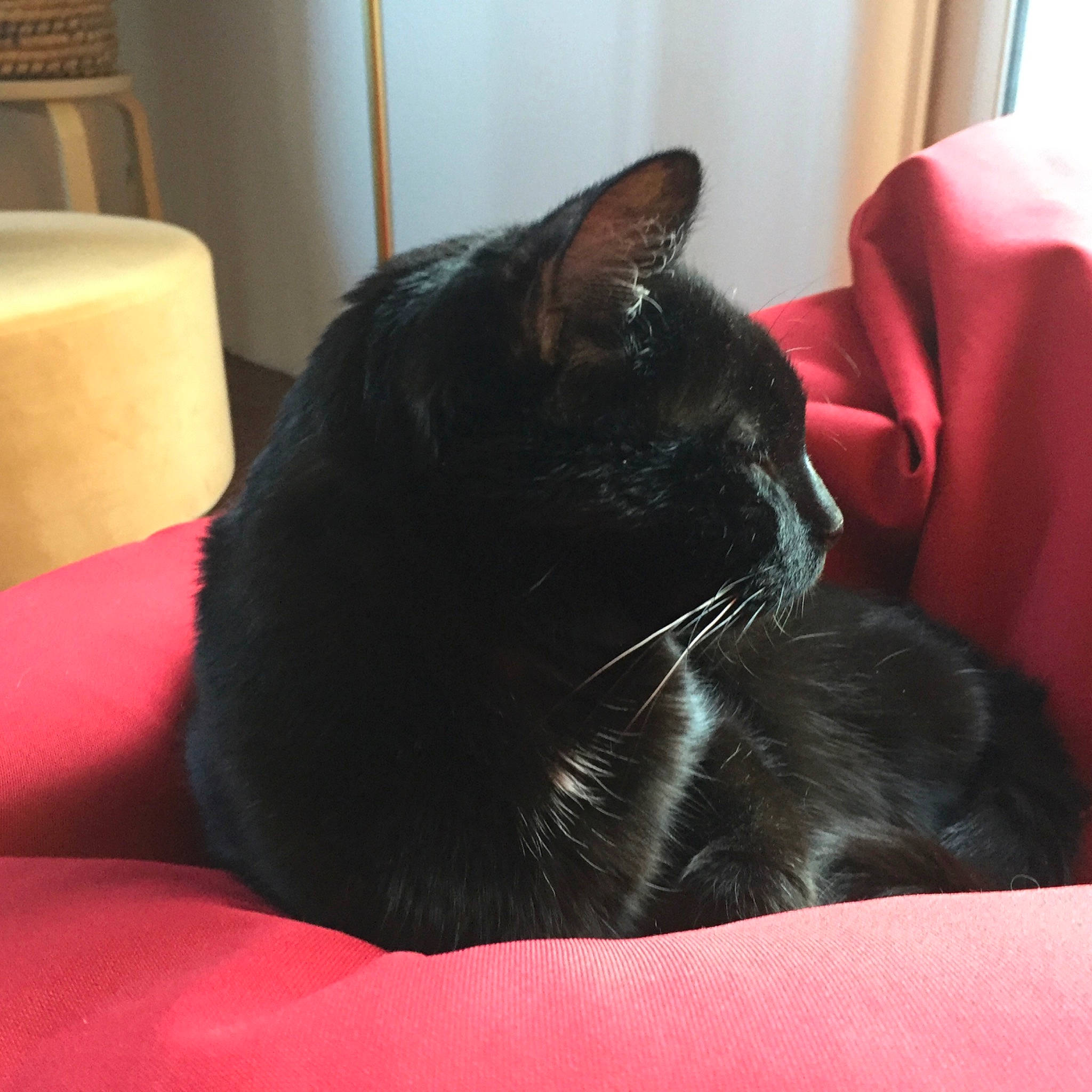 Jack participe au concours pour gagner de l'argent avec cette photo : black_cat, carmine, carnivore, cat, comfort, curtain, domestic_short_haired_cat, felidae, flooring, fur, linens, living_room, nap, sitting, small_to_medium_sized_cats, snout, studio_couch, tail, whiskers, window