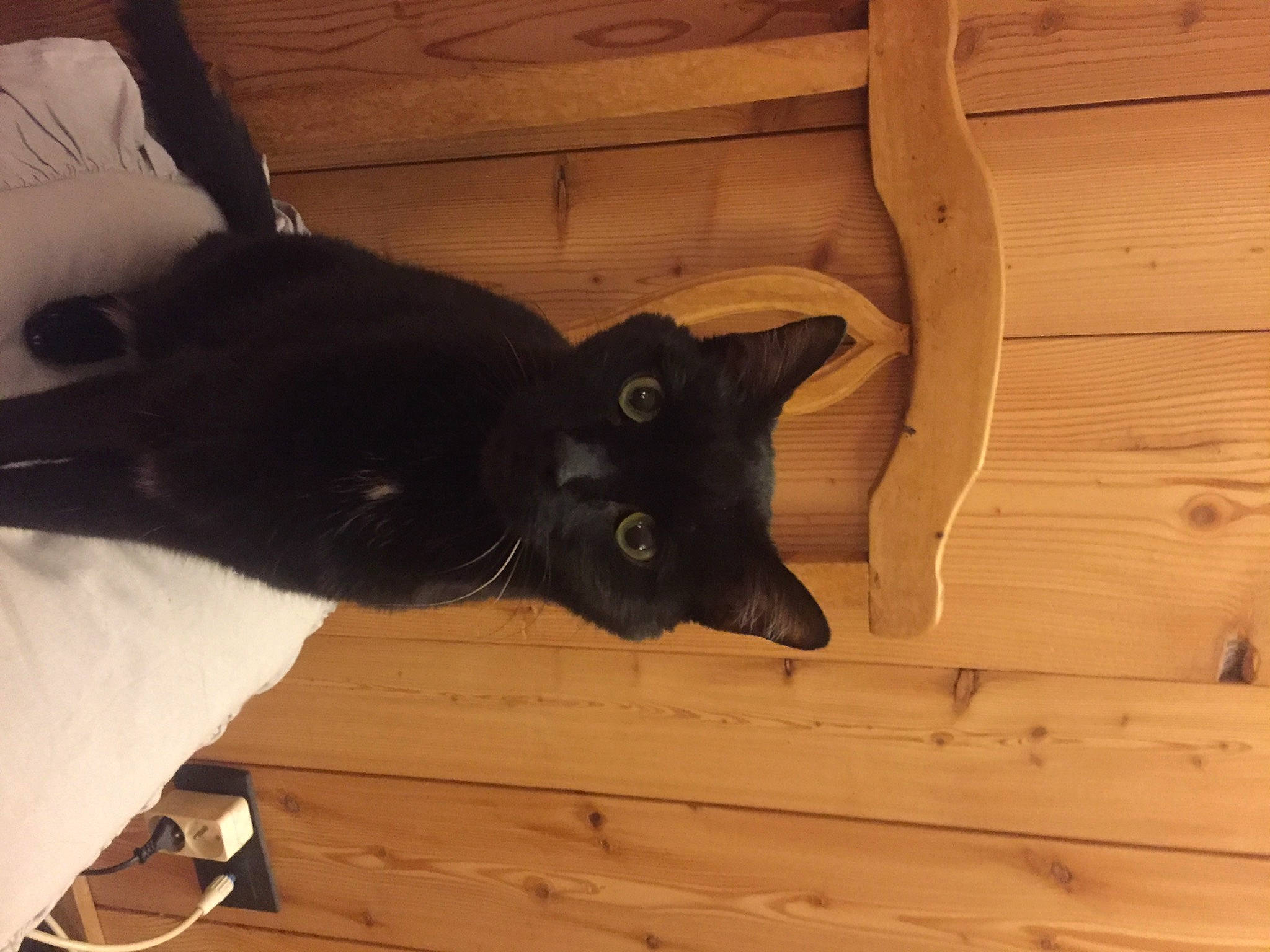 Jack participe au concours pour gagner de l'argent avec cette photo : black_cat, bombay, carnivore, cat, comfort, couch, domestic_short_haired_cat, felidae, floor, flooring, grey, hardwood, mammal, plywood, small_to_medium_sized_cats, tail, vertebrate, whiskers, wood, wood_stain