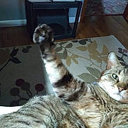 Bubby joined the competition — help win amazing prizes! cat, tabby_cat, paw, raised_paw, fur, indoor, rug, wooden_floor, animal, pet, relaxed, close_up, whiskers, ears, green_eyes, feline, home, comfort, looking_at_camera, mammal