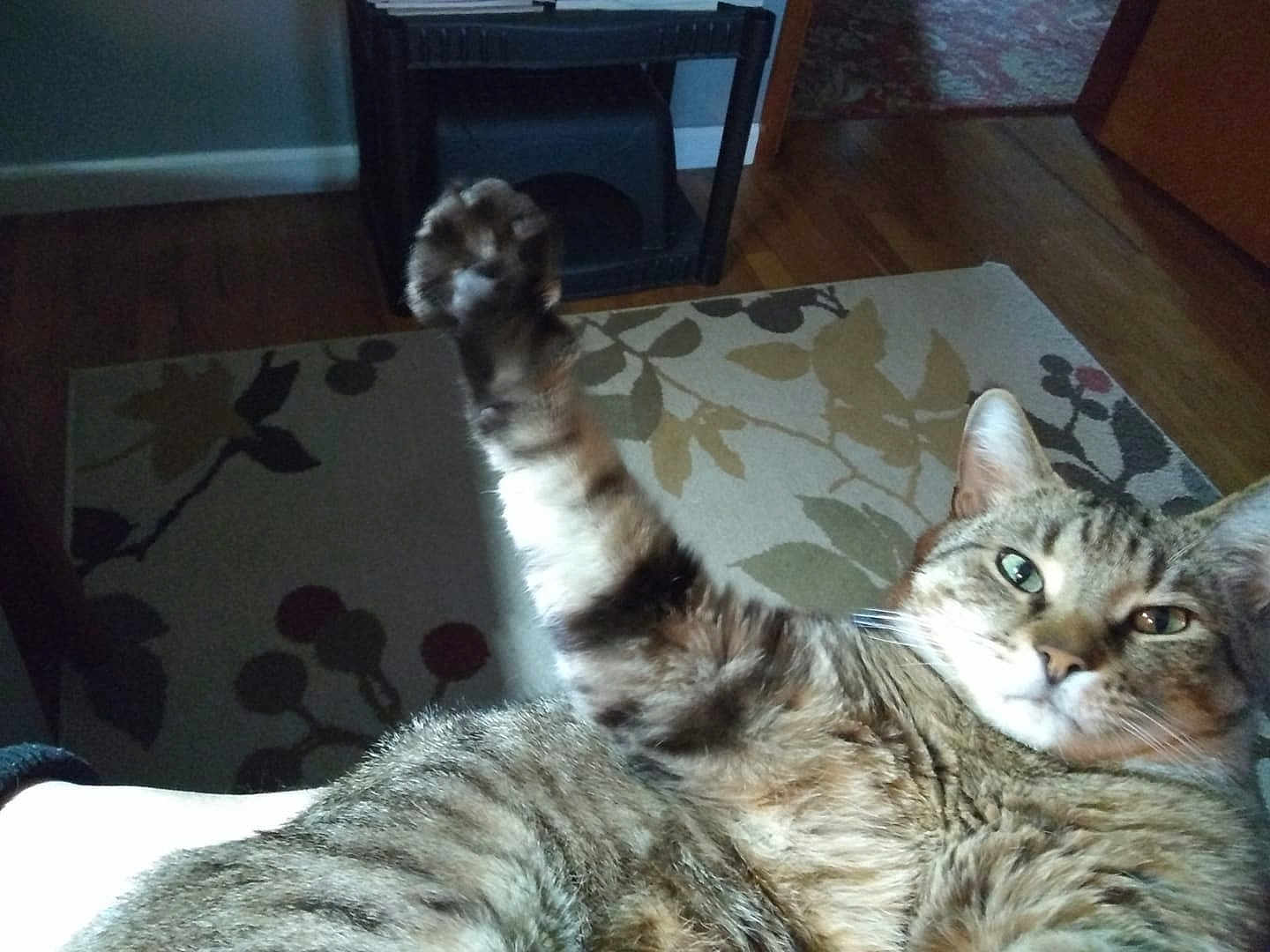 Bubby joined the competition — help win amazing prizes! cat, tabby_cat, paw, raised_paw, fur, indoor, rug, wooden_floor, animal, pet, relaxed, close_up, whiskers, ears, green_eyes, feline, home, comfort, looking_at_camera, mammal