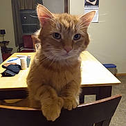 Toby is registered to the contest to win money with this photo: cat, orange_tabby, chair, table, indoor, furniture, pet, curious, whiskers, ears, wooden_chair, poster, wall, window, curtains, lamp, floor, domestic, animal, closeup