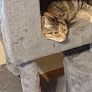 Maggie joined the competition — help win amazing prizes! animal, carpeted, cat, cat_tree, cozy, ears, face, feline, fur, gray, home, indoor, paw, pet, quiet, relaxed, resting, tabby_cat, whiskers, wooden_baseboard