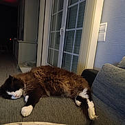 Gribouille participe au concours pour gagner de l'argent avec cette photo : cat, sleeping, couch, indoor, furniture, cozy, black_and_white, fluffy, pet, relaxing, domestic, home, living_room, window, door, tile_floor, chair, quiet, resting, animal