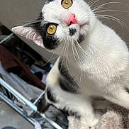 Migy a rejoint le concours — aidez-le/la à gagner de superbes lots ! cat, black_and_white, golden_eyes, pink_nose, whiskers, indoor, curious, pet, feline, close_up, cozy, blanket, fur, head_tilt, domestic_animal, soft_texture, household, animal_portrait, cute, looking_up