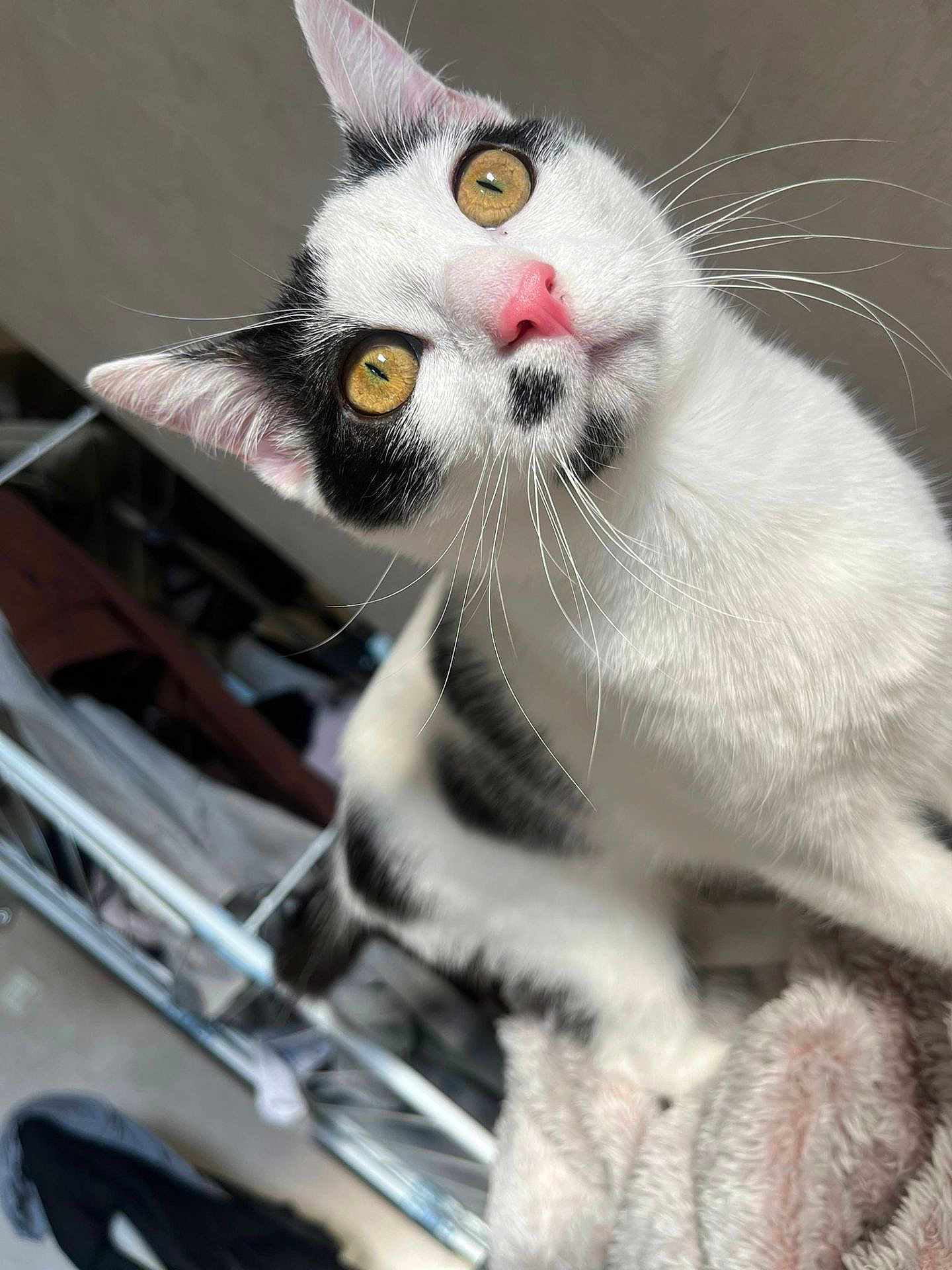 Migy a rejoint le concours — aidez-le/la à gagner de superbes lots ! cat, black_and_white, golden_eyes, pink_nose, whiskers, indoor, curious, pet, feline, close_up, cozy, blanket, fur, head_tilt, domestic_animal, soft_texture, household, animal_portrait, cute, looking_up