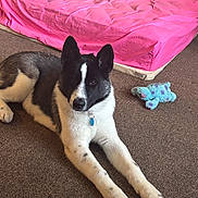 Zoe is registered to the contest to win money with this photo: animal, black_and_white, carpet, collar, cute, dog, domestic, ears_up, floor, furniture, home, indoor, lying_down, mattress, pet, pink, plush_toy, relaxed, resting, toy