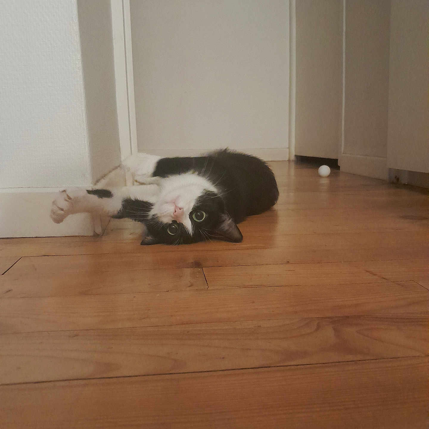 Mya a rejoint le concours — aidez-le/la à gagner de superbes lots ! cat, black_and_white, lying_down, upside_down, indoor, wooden_floor, home, door, white_paws, green_eyes, pink_nose, whiskers, pet, playful, relaxed, floor, ball, portrait, animal, funny