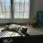 Volt a rejoint le concours — aidez-le/la à gagner de superbes lots ! cat, gray_cat, tabby, kitchen, countertop, sunlight, window, curtain, floral_pattern, plant, potted_plant, dish_rack, relaxing, indoor, shadow, domestic, home, feline, resting, animal