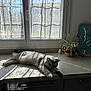 cat, gray_cat, tabby, kitchen, countertop, sunlight, window, curtain, floral_pattern, plant, potted_plant, dish_rack, relaxing, indoor, shadow, domestic, home, feline, resting, animal